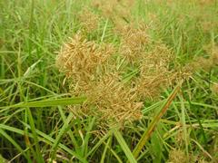 Cyperus digitatus