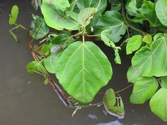 Ficus vallis-choudae