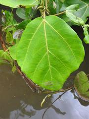 Ficus vallis-choudae
