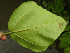 Ficus vallis-choudae