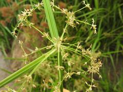 Cyperus haspan