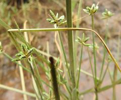 Cyperus compressus