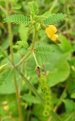 Aeschynomene cristata