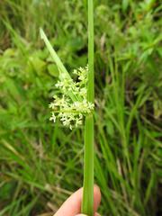 Cyperus denudatus