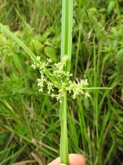 Cyperus denudatus