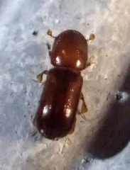 Xyleborus xylographus