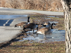 Branta canadensis
