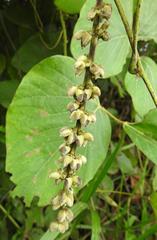 Mucuna poggei