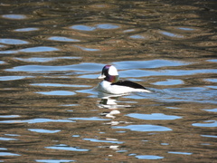 Bucephala albeola