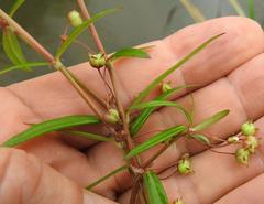 Oldenlandia herbacea