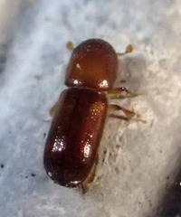 Xyleborus xylographus