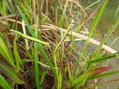 Paspalum scrobiculatum