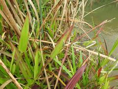 Paspalum scrobiculatum