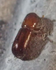Xyleborus xylographus