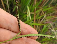 Paspalum scrobiculatum