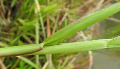 Paspalum scrobiculatum