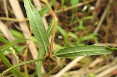 Persicaria strigosa