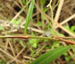 Persicaria strigosa