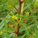 Ludwigia abyssinica - Photo (c) Rob Palmer, some rights reserved (CC BY-NC-SA), uploaded by Rob Palmer