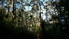 Eucalyptus diversicolor