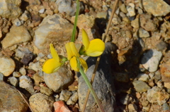 Securigera securidaca