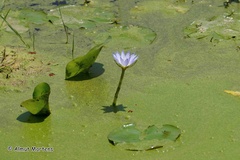 Nymphaea nouchali caerulea