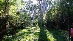 Eucalyptus diversicolor
