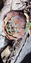Echeveria cuspidata