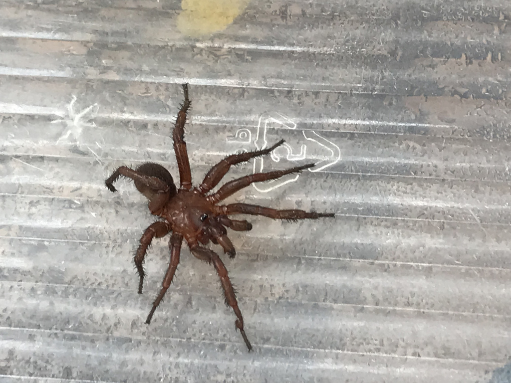 Myrmekiaphila coreyi