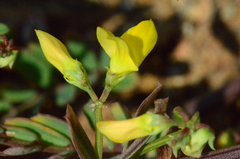 Securigera securidaca