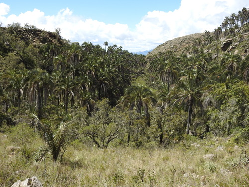 Image of Parajubaea torallyi by no rights reserved