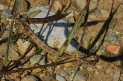 Securigera securidaca