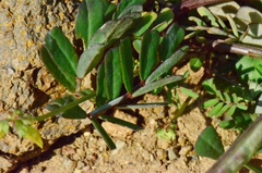 Securigera securidaca