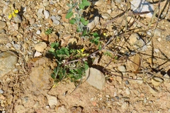 Securigera securidaca