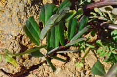 Securigera securidaca