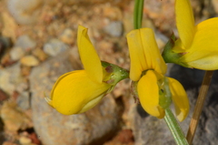 Securigera securidaca