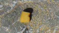 Securigera securidaca