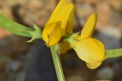 Securigera securidaca