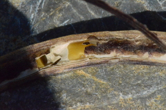 Securigera securidaca