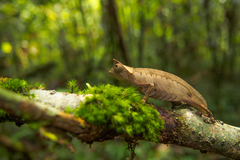 Brookesia superciliaris