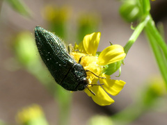Acmaeodera resplendens