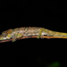 Andasibe Nosed Chameleon - Photo (c) Alex Krohn, some rights reserved (CC BY-NC-SA), uploaded by Alex Krohn