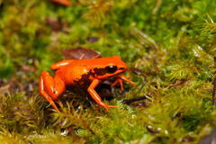 Mantella milotympanum