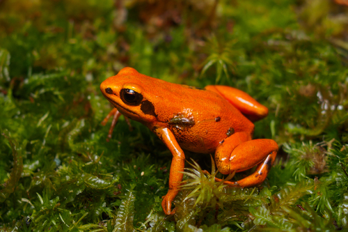 Black-eared Mantella
