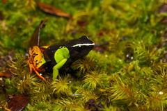 Mantella baroni