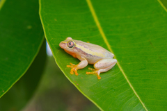Heterixalus betsileo