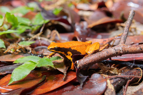 Black-eared Mantella