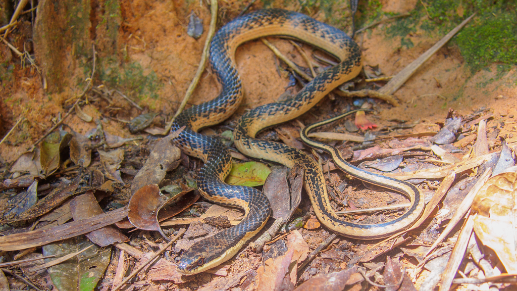 Eastern Rainforest Smooth Snake
