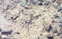 Phrynocephalus versicolor