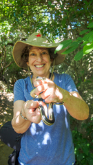 Thamnosophis lateralis